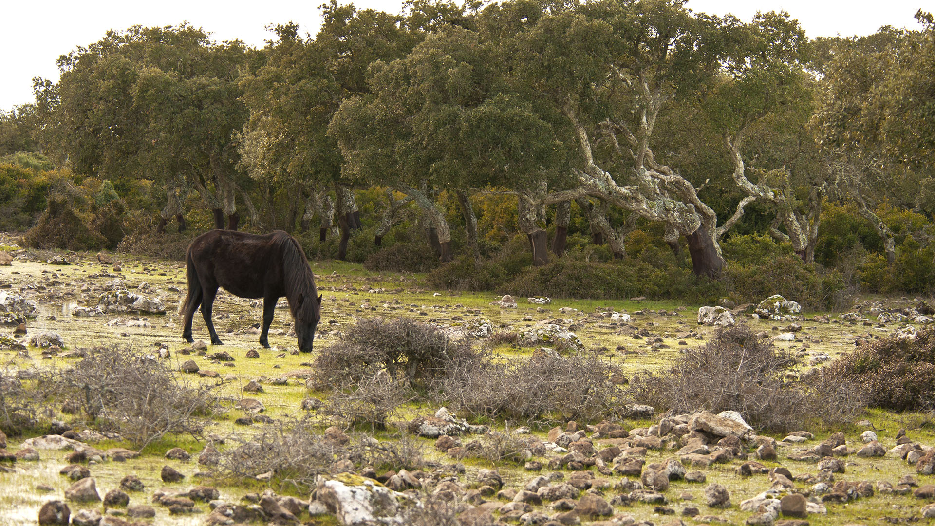 Cavallini della Giara, Giara di Gesturi wild horses in nature pa