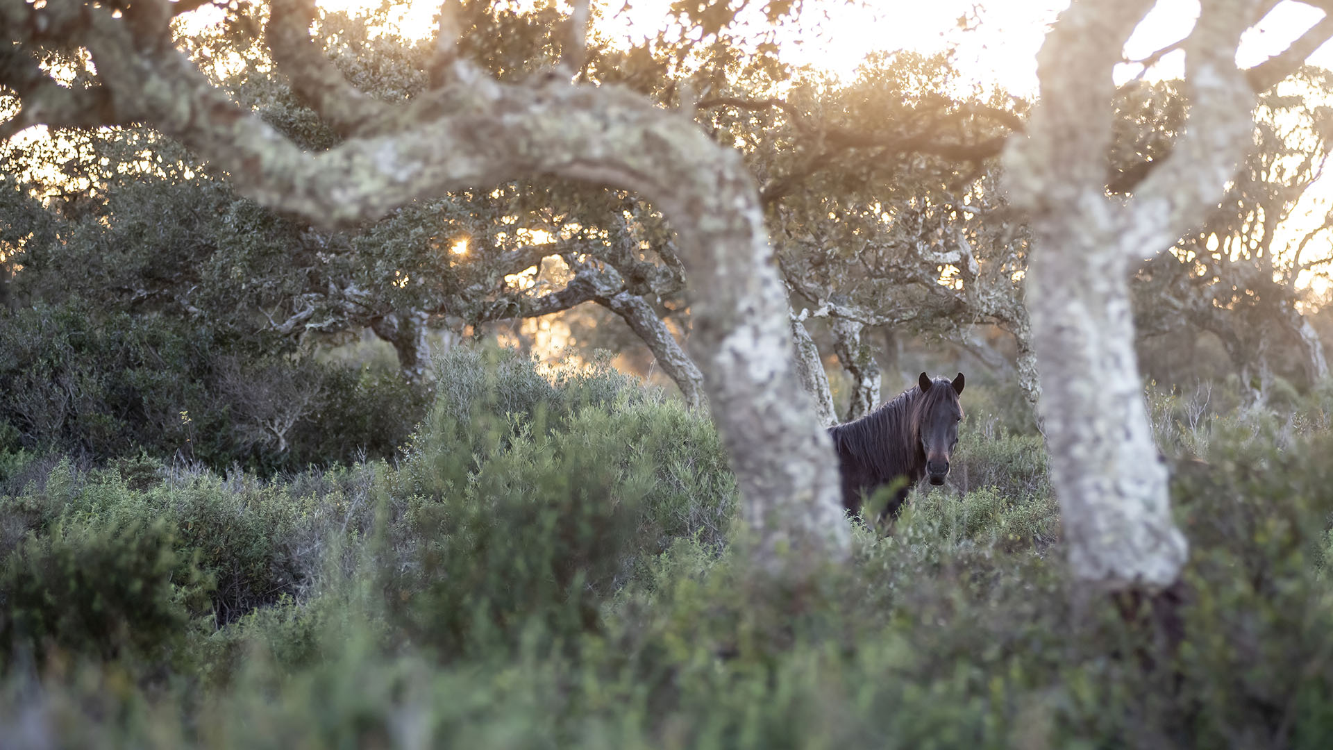 Giara wild Horse, spring in Sardinia HD